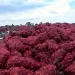 Campesinos de Zacatecas tiran 5 mil toneladas de cebolla morada por caída de precios