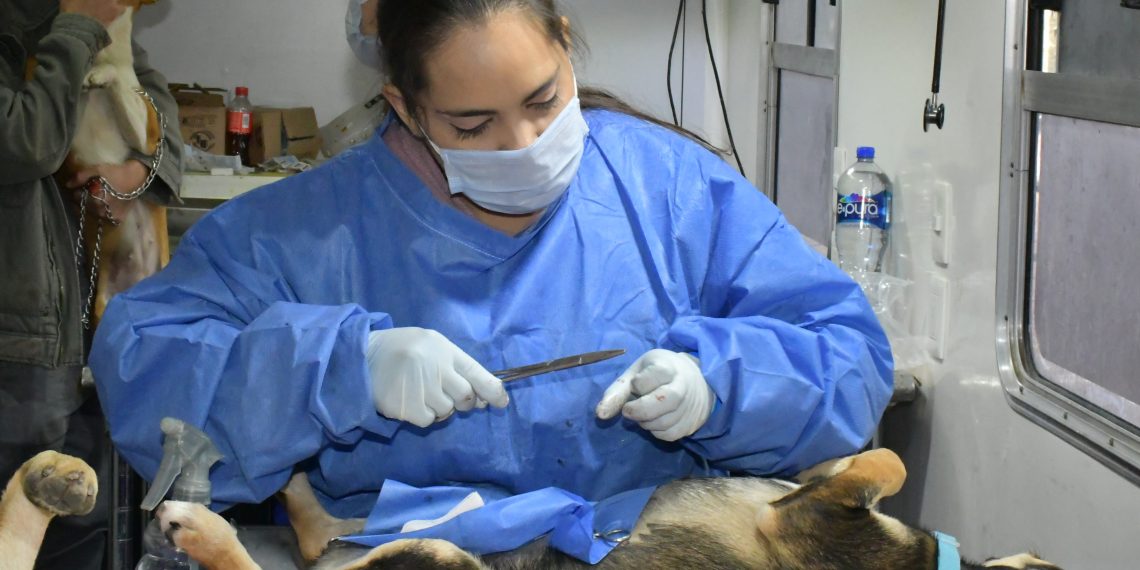 Hermosillo está a punto de romper récord histórico de castraciones de perros y gatos