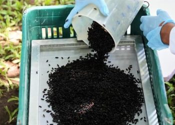 Espera México erradicar gusano con planta de mosca estéril