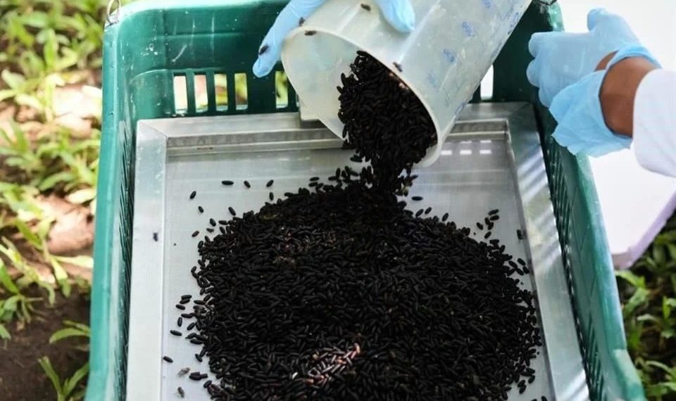 Espera México erradicar gusano con planta de mosca estéril