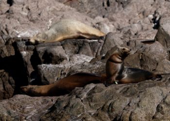 Liberan de redes de pesca a trece lobos marinos en Puerto Peñasco