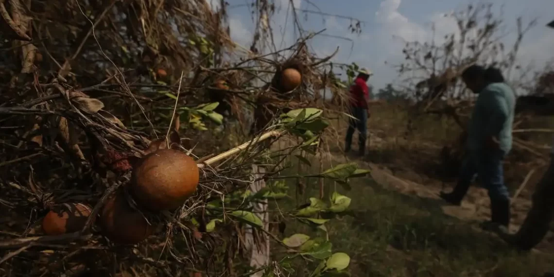 Lluvias dan golpe demoledor a la naranja en Veracruz; dañadas 80 % de hectáreas de ese cultivo
