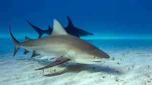 México protege tiburones en pesca de túnidos con medidas internacionales: Conapesca