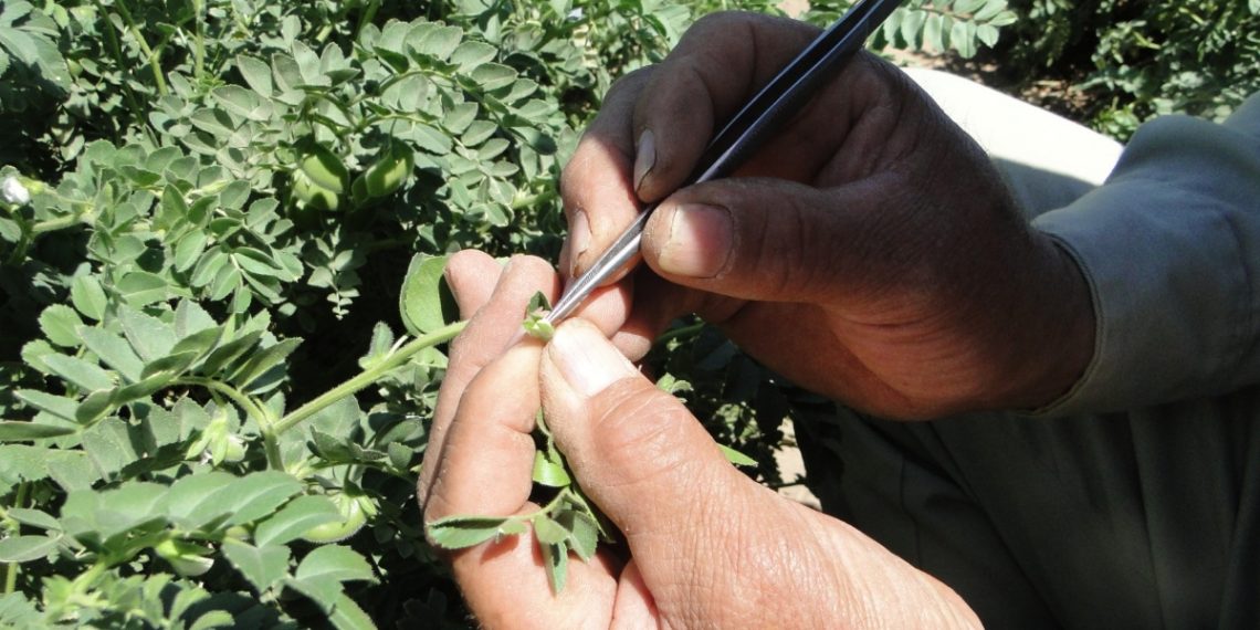 Sagarhpa invita al XIII Simposio Nacional de Garbanzo