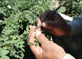 Sagarhpa invita al XIII Simposio Nacional de Garbanzo