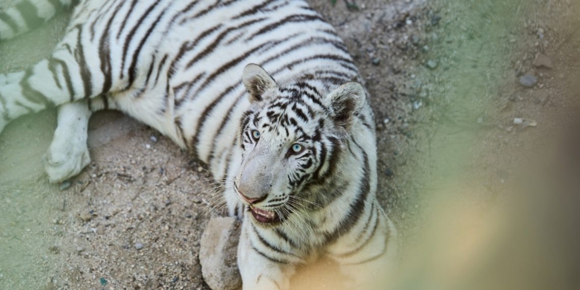 CEDES anuncia la llegada de dos nuevos ejemplares de tigre blanco al Centro Ecológico