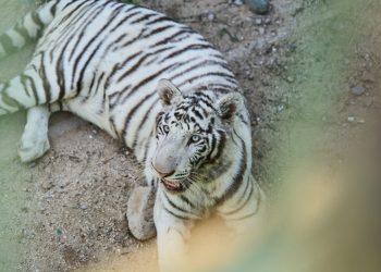 CEDES anuncia la llegada de dos nuevos ejemplares de tigre blanco al Centro Ecológico