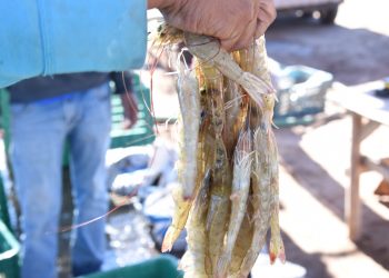 Resaltan Sagarhpa y el Cosaes sanidad y liderazgo del camarón sonorense a nivel mundial