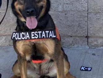 Binomios K-9 de la Policía Estatal localizan sustancia prohibida en paquetería