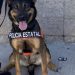 Binomios K-9 de la Policía Estatal localizan sustancia prohibida en paquetería