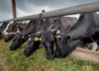 Vigilan 941 casos de gusano barrenador en México a un año del brote