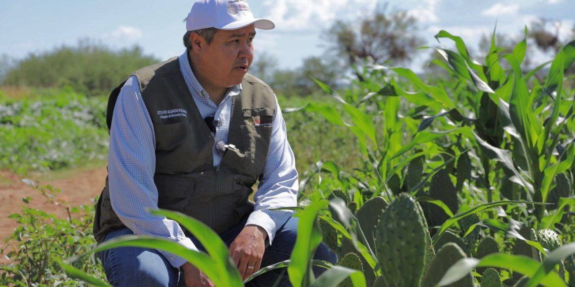 Más de 30 MDP llegan este viernes a Sonora a través del Programa Sembrando Vida, gracias al respaldo del Gobierno Federal