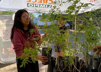 Celebran con éxito jornada 50 de donación de árboles nativos en Hermosillo