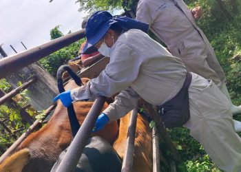 Tras 790 mil inspecciones realizadas, SADER Sonora mantiene al estado libre de Gusano Barrenador