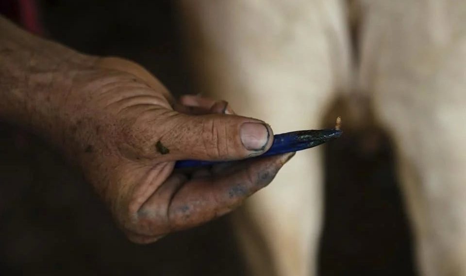 Confirman primer caso de gusano barrenador en Jalisco