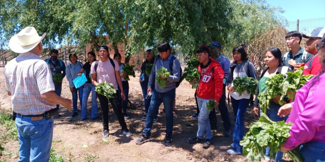 Fortalece Universidad del Pueblo Yaqui modelo productivo de soberanía alimentaria