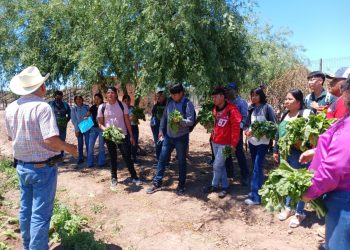 Fortalece Universidad del Pueblo Yaqui modelo productivo de soberanía alimentaria