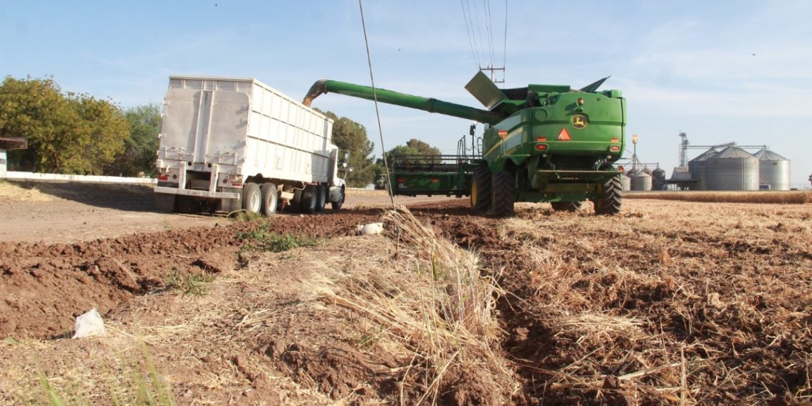 Llama Sagarhpa a productores de trigo panificable a realizar trámite de pago del ciclo 2024–2025