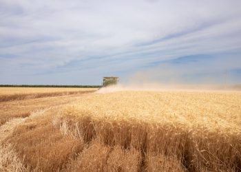 Gestiona Gobierno de Sonora el agilizar pagos a productores de trigo panificable y maíz en Sonora