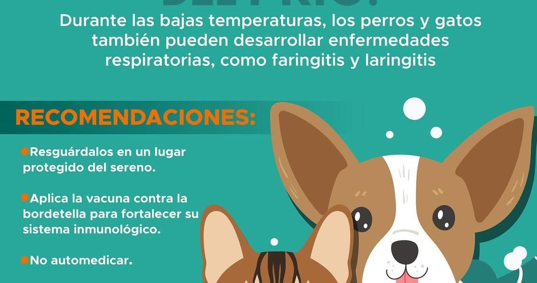 Llama Gobierno de Hermosillo a proteger a animales de compañía durante temporada invernal