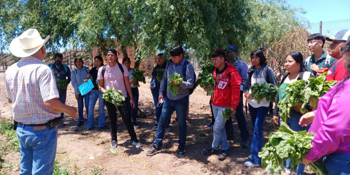 Fortalece Universidad del Pueblo Yaqui modelo productivo de soberanía alimentaria