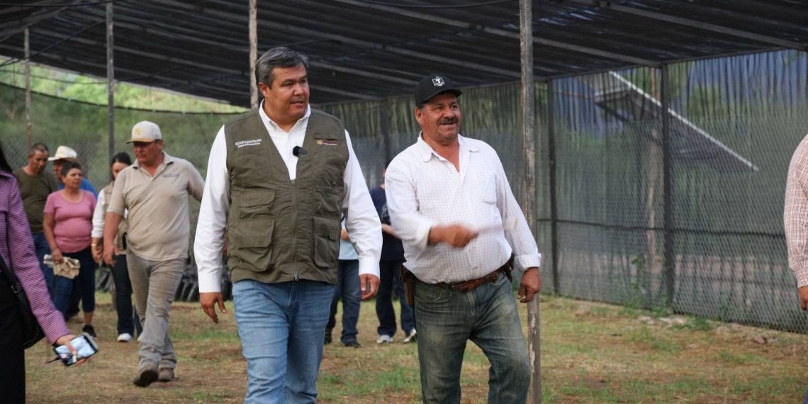 Programa Sembrando Vida impulsa el campo sonorense con más de 345 millones de pesos en 2025