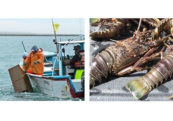 Cuatro especies inician aprovechamiento a partir de enero de 2026: Conapesca