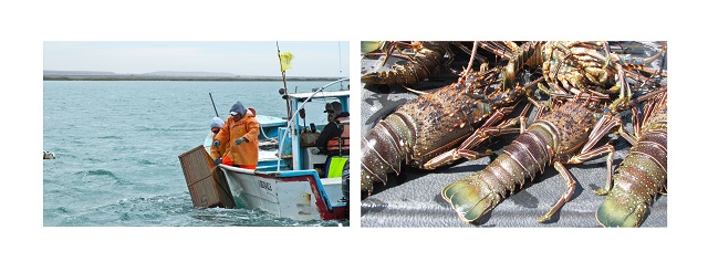 Cuatro especies inician aprovechamiento a partir de enero de 2026: Conapesca