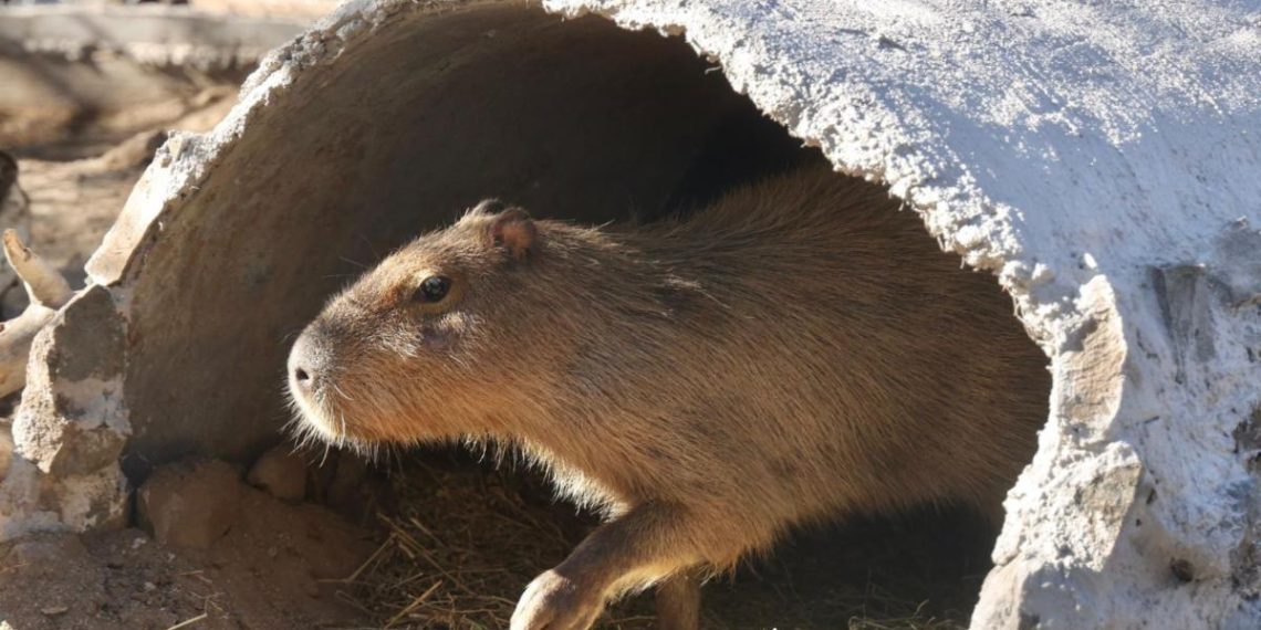 Centro Ecológico de Sonora recibe a más de 16 mil visitantes interesados en conocer a capibara