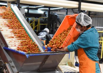 Gobierno de Sonora destaca recuperación del tomate rojo en el sur del estado