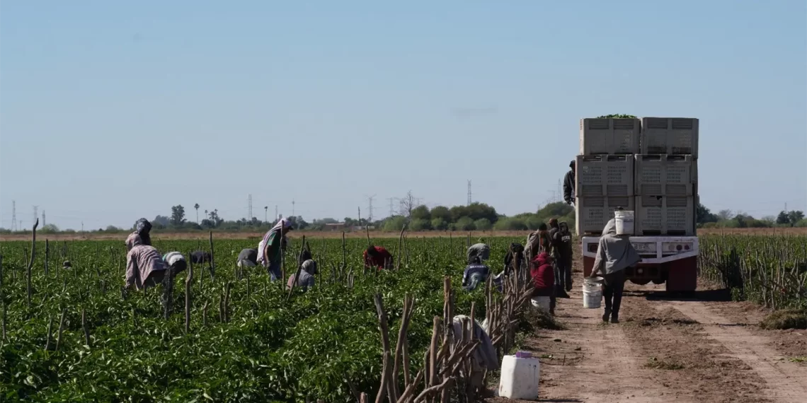 Crece economía en Sonora: actividades primarias repuntan