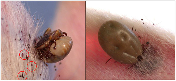 Sonora cierra el año como primer lugar en rickettsia