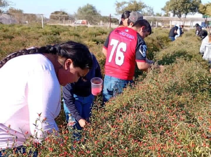 Impulsa Gobierno de Sonora innovación agrícola desde la UTEtchojoa con cultivo de chiltepín