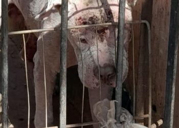 Por maltrato animal, María Isela “N” es vinculada a proceso