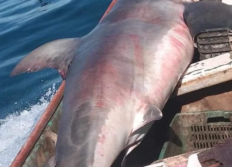 Tiburón blanco cae en redes de pescadores en Bahía de Kino