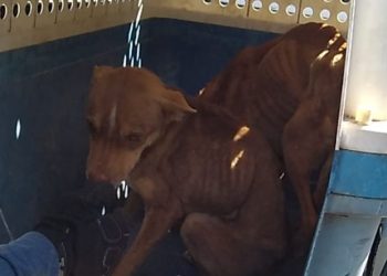 Rescatan a pareja de canes afectados por el probable delito de maltrato o crueldad animal