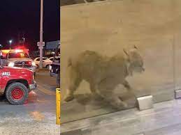 Atrapan Gato montés en Plaza Tutuli de Cajeme