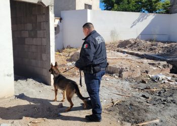 Unidad canina K-9 de la Policía Estatal fortalece la intervención operativa para prevenir y combatir el delito.
