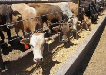 Es Sonora segundo lugar nacional en exportación de ganado a Estados Unidos