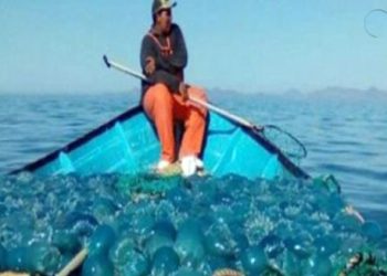 Denuncian pescadores incumplimiento de tregua para la temporada de aguamala