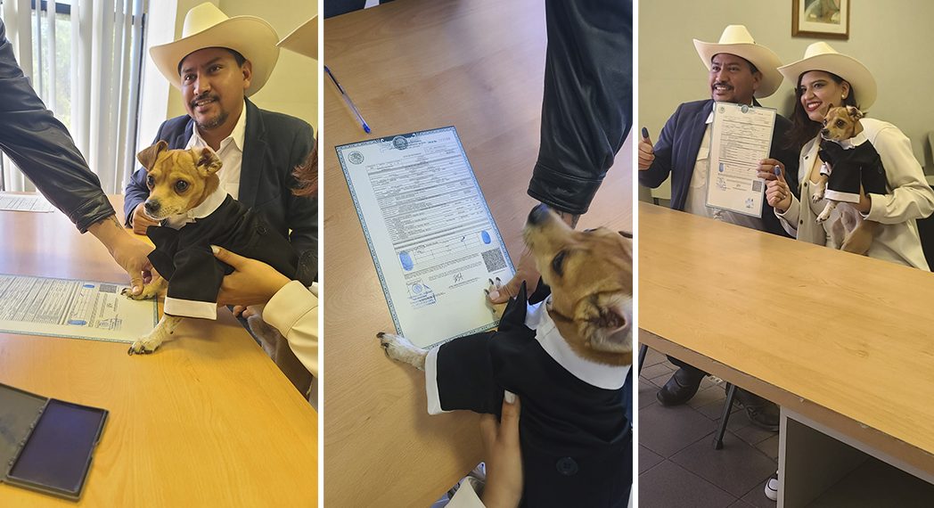 Perro chihuahua “firma” como testigo en boda de sus dueños