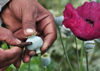 Autoridades descubren plantío de amapola en el patio de un inmueble al norte de Sonora