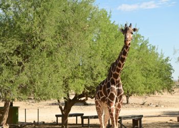 Llega a su fin la vida de la emblemática jirafa “Pancho” del Centro Ecológico de Sonora