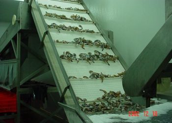 Se mantiene Sonora dentro de los principales productores de camarón de cultivo en el 2023