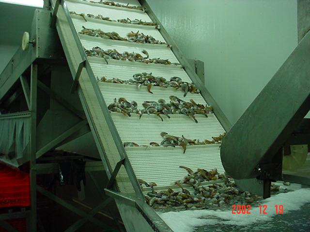 Se mantiene Sonora dentro de los principales productores de camarón de cultivo en el 2023