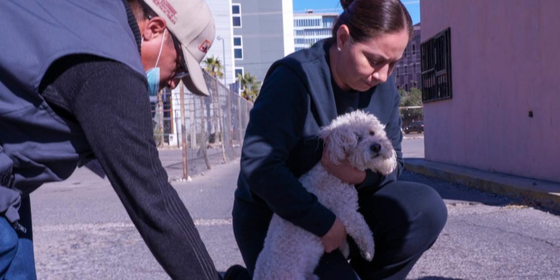 Salud Sonora con vacuna antirrábica disponible para perros y gatos