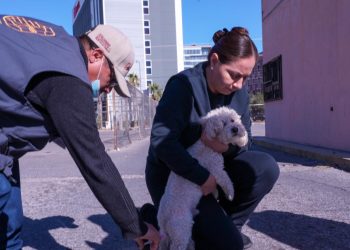 Salud Sonora con vacuna antirrábica disponible para perros y gatos