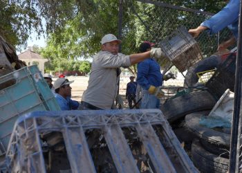 Defunciones por rickettsia disminuyen un 50 por ciento en Sonora