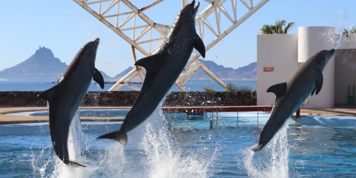 Amplía el delfinario Sonora sus días de atención durante días santos