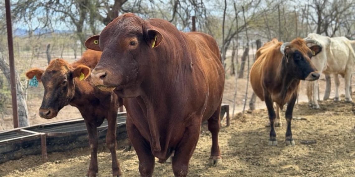 Ocupa Sonora segundo lugar nacional en producción de carne de cerdo